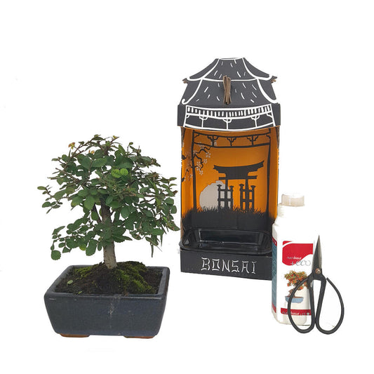 Pack Iniciación Bonsai Zelkova 5 Años Incluye Tijeras Y Abono_0