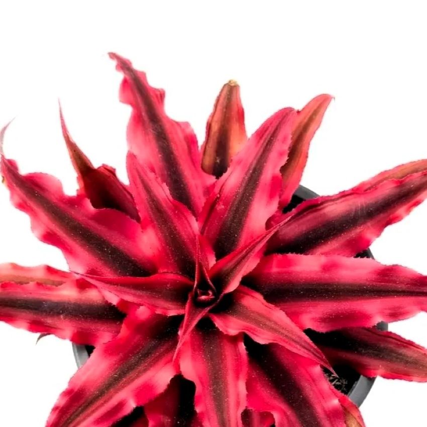 Cryptanthus ‘rubra’ (estrella De Tierra Roja); Bromelia, Planta De Interior; Curiosarium; Diámetro Maceta 12 Cm_0