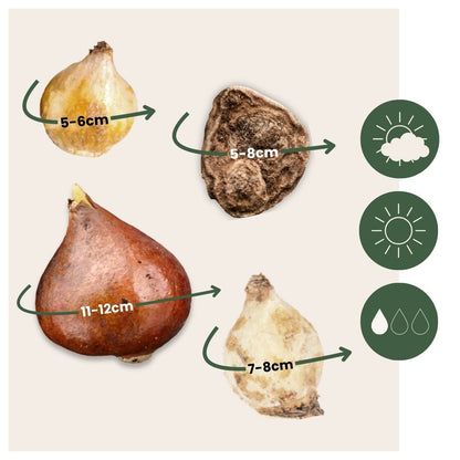 Mezcla De Bulbos De Flor - 80 Pzs - Bulbos De Flores