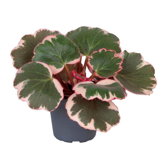 Planta Natural Saxifraga Stolonifera 'tricolor' 1 Ud Ø 6 Alt. 12_0