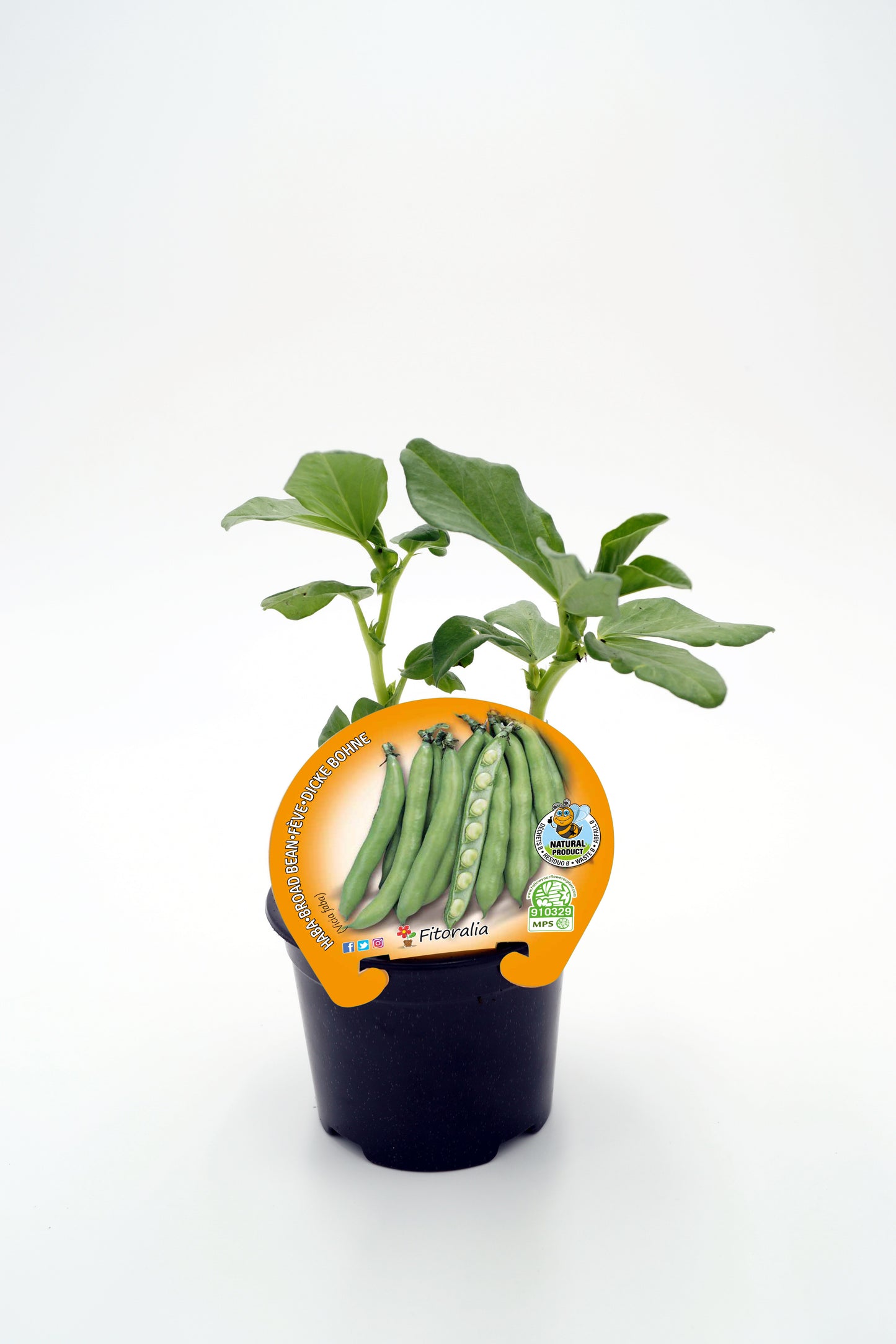 Plantón Haba En Maceta 10,5 Cm. Natural - Fitoralia
