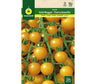 Semillas Tomate Cherry Amarillo (gold Nugget)