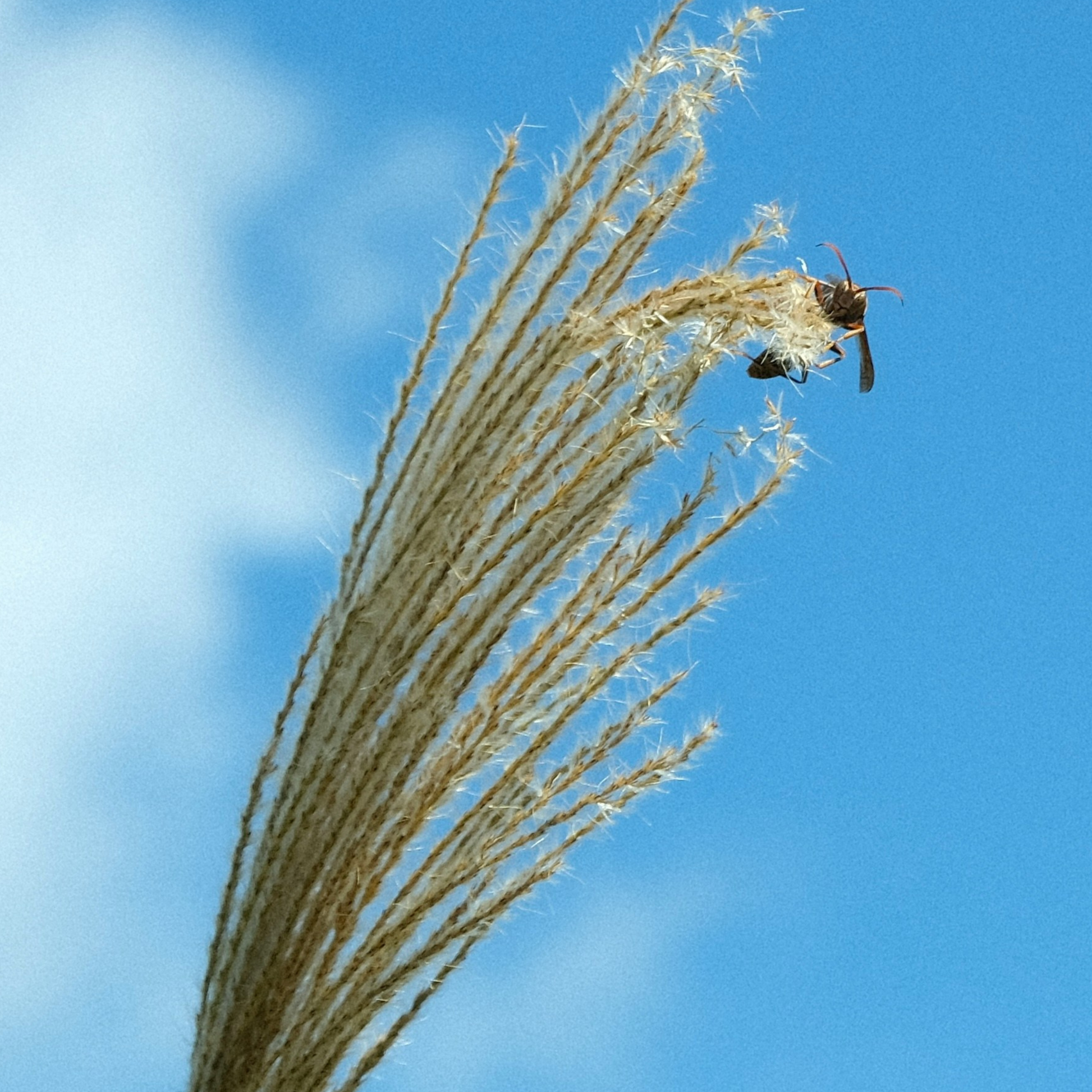 Eulalia - 2 Pzs - Miscanthus 'kleine Silberspinne' - Altura 20-30cm - ⌀23cm