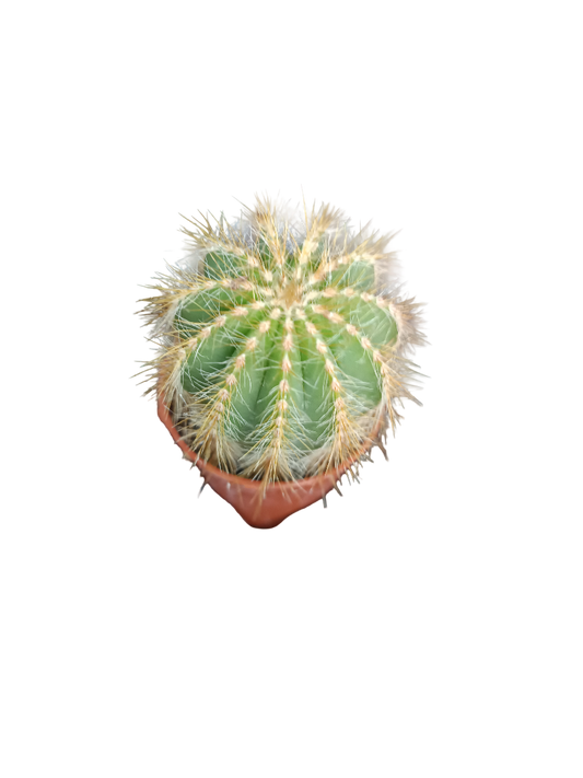 Cactus Parodia Magnifica Planta De Ø5 Cm_0