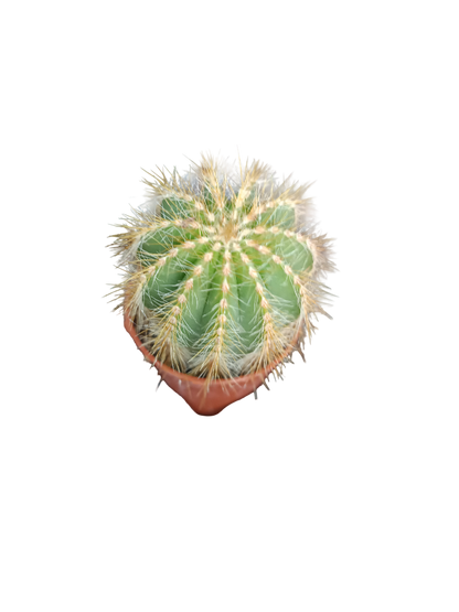 Cactus Surtido Aleatorio ☼ Planta Pequeña Ø5 Venta Por Unidad_2