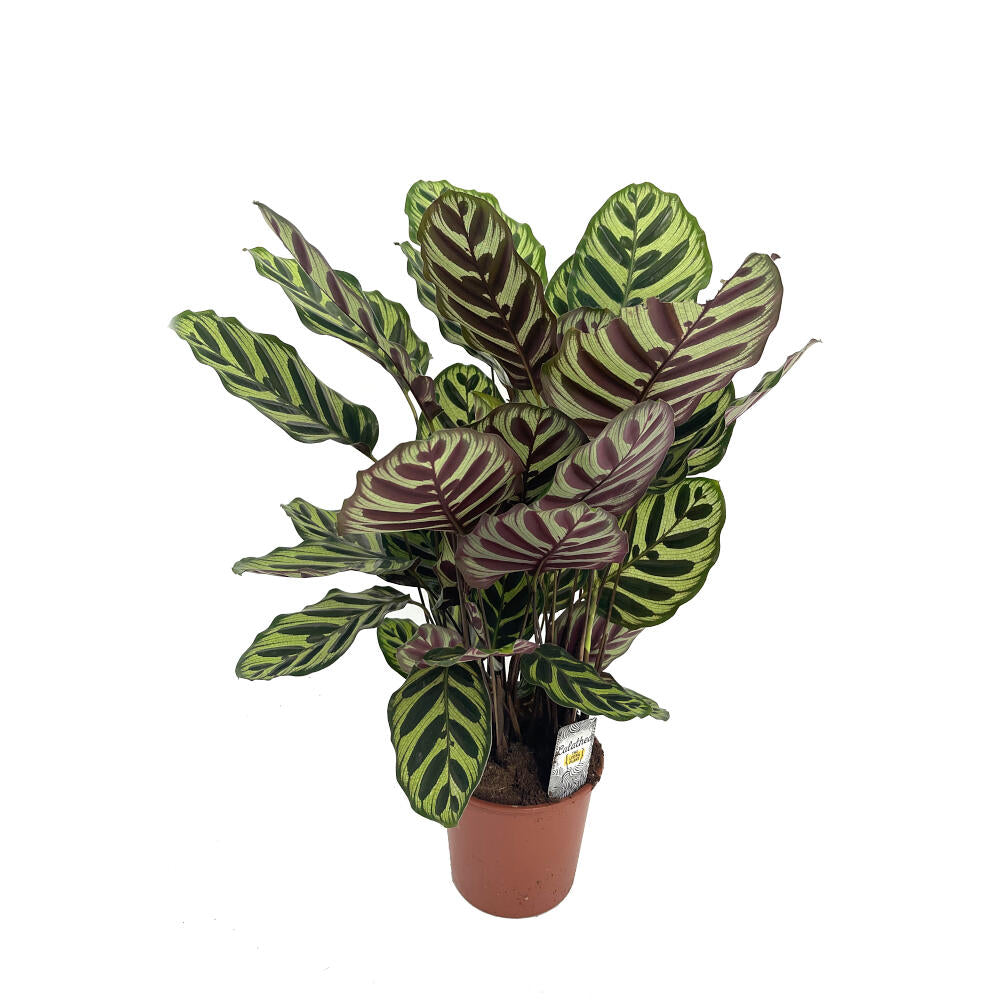 Calathea Makoyana M17 70cm_0