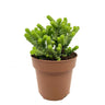 Crassula Baby’s Necklace Cactus Y Suculentas