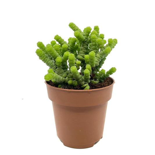 Crassula Baby’s Necklace Cactus Y Suculentas M8,5 cm Ø_0
