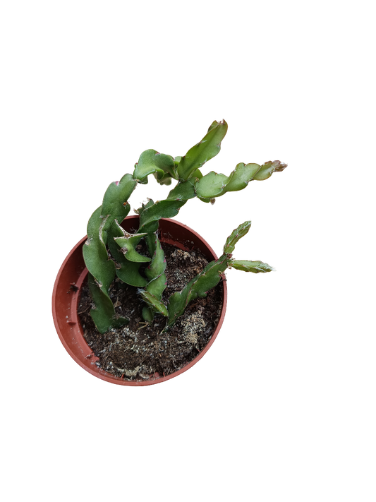 Selinecereus Rizado Planta Suculenta Ø5_0