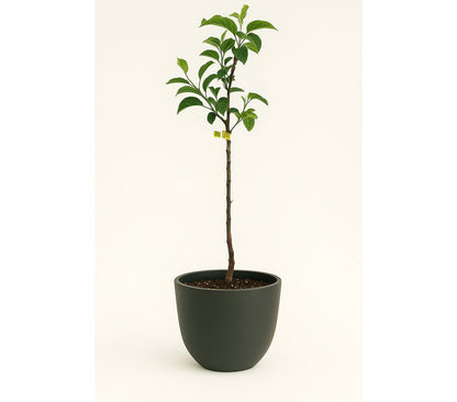 Pero De Cehegin M25 120-140cm