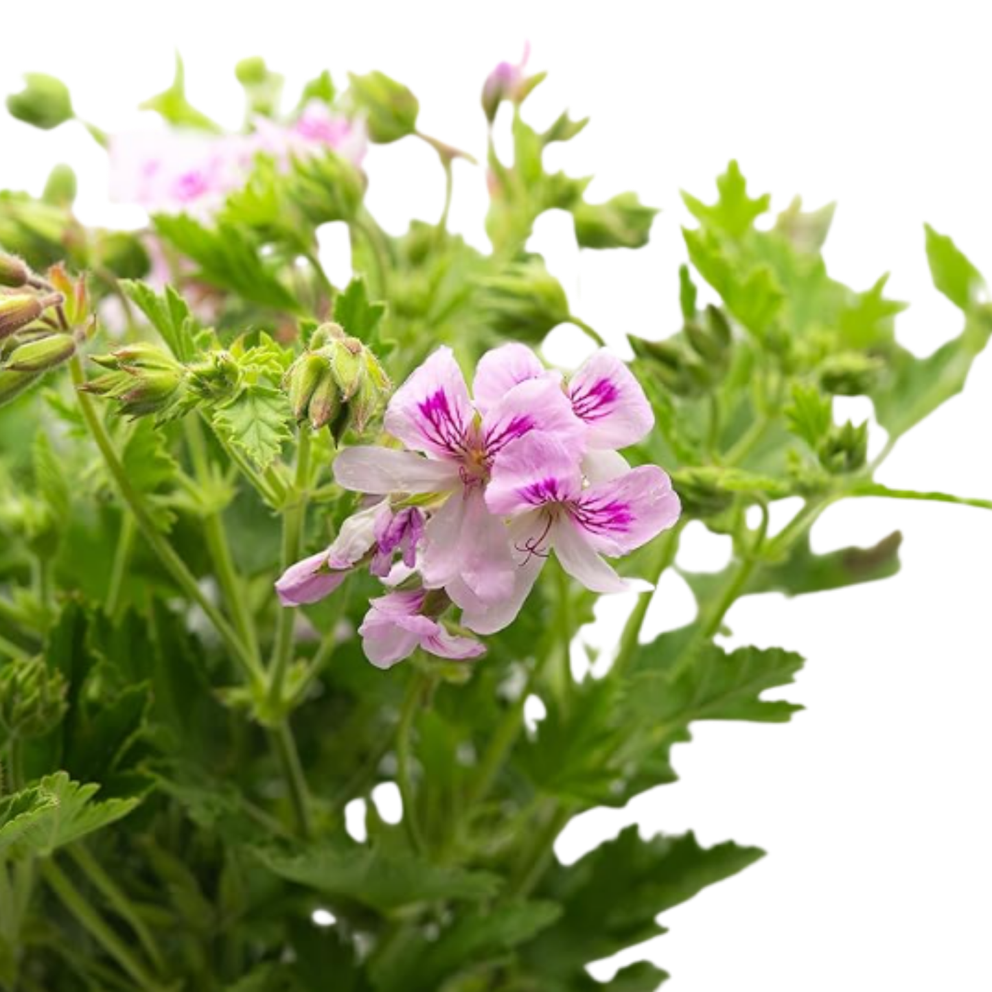 Planta Geranio Limón Maceta De Ø 15 - Aroma Cítrico Repele los Mosquitos y Otros Insectos - Planta Citronela_2