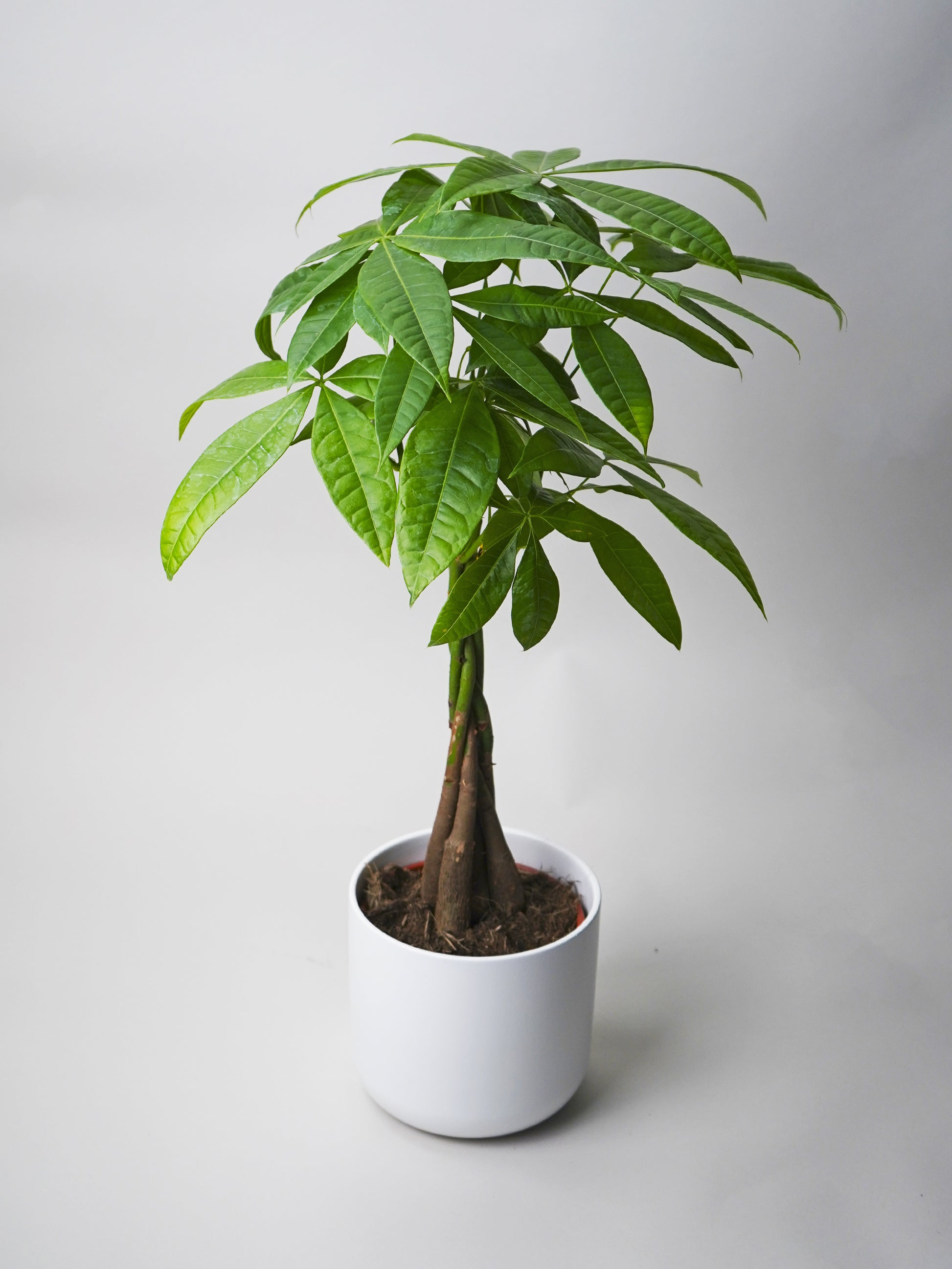 Pachira Aquatica | Altura 50cm - Maceta  12cm