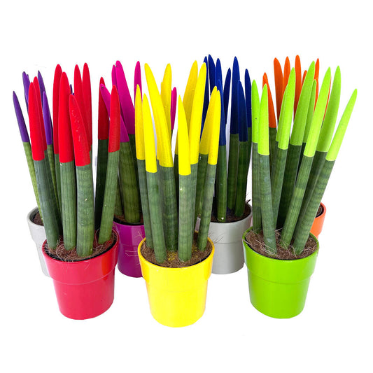 Sansevieria Cilindrica Pintada M12 30cm