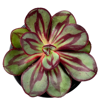 Echeveria Nodulosa (echeveria De Hojas Pintadas); Planta Suculenta; Curiosarium; Maceta 10,5 Cm_0