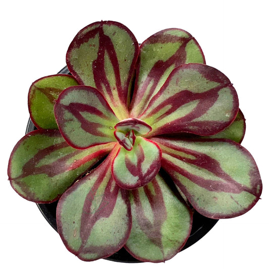 Echeveria Nodulosa (echeveria De Hojas Pintadas); Planta Suculenta; Curiosarium; Maceta 10,5 Cm_0