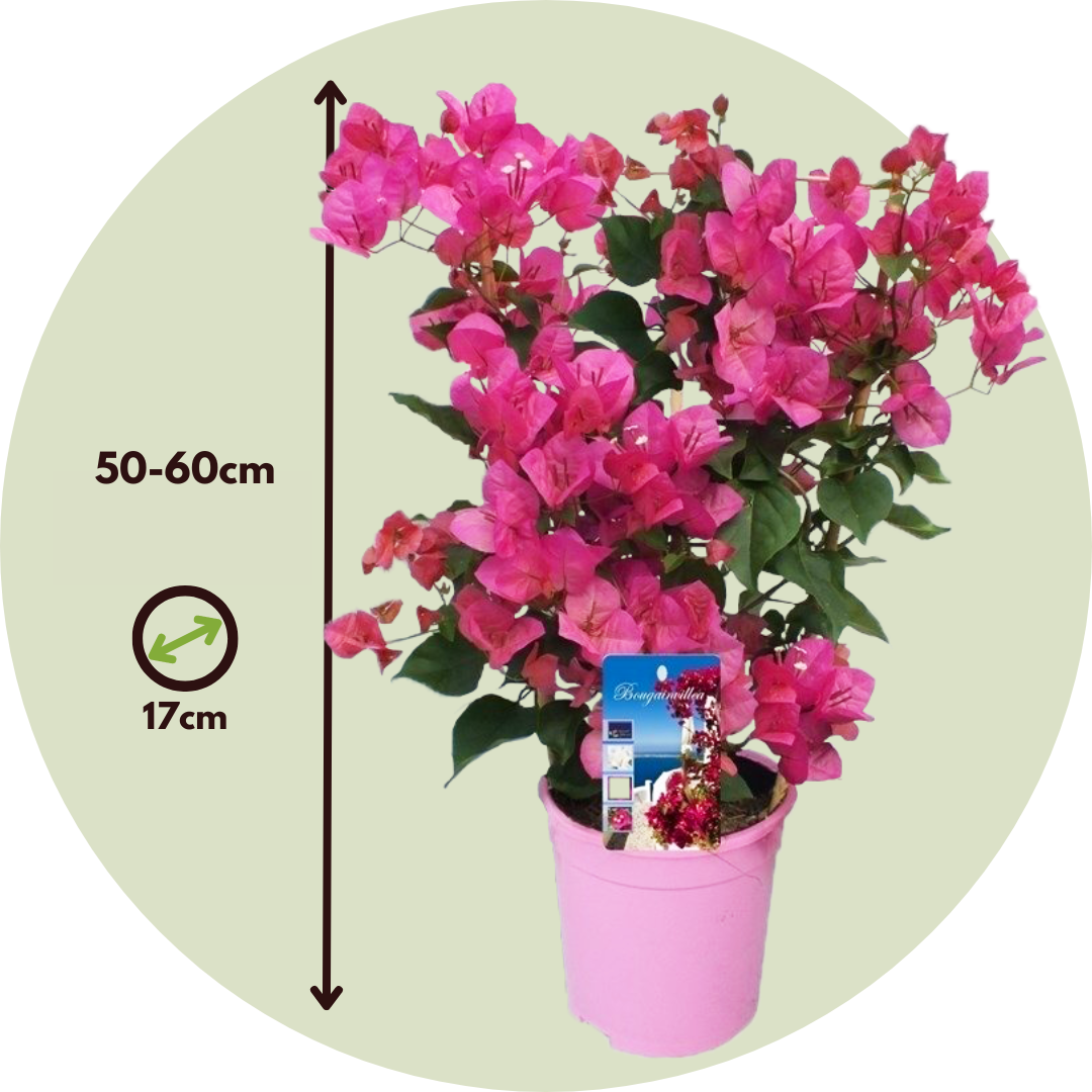 Buganvilla - Bougainvillea 'dania' - Altura 50-60cm - ⌀17cm_2