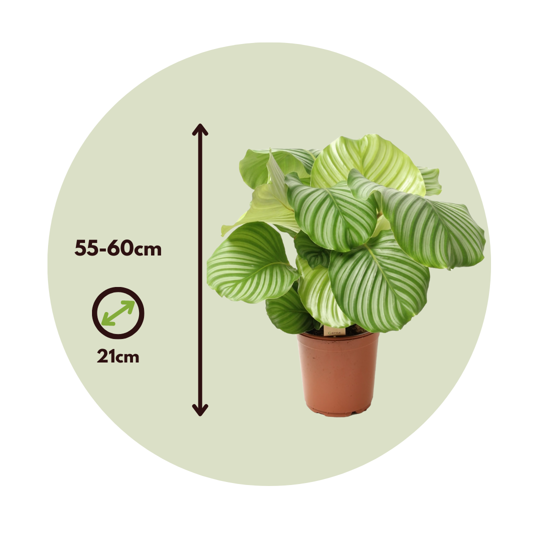 Calatea - 2 Pzs - Calathea 'orbifolia' - Altura 55-60cm - ⌀21cm_2
