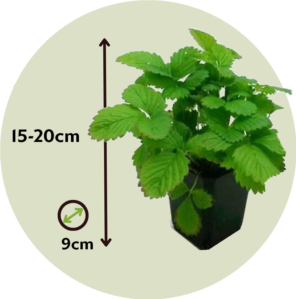 Planta De Fresa - 3 Pzs - Fragaria X Ananassa 'roman' - Altura 15-20cm - ⌀9cm_2