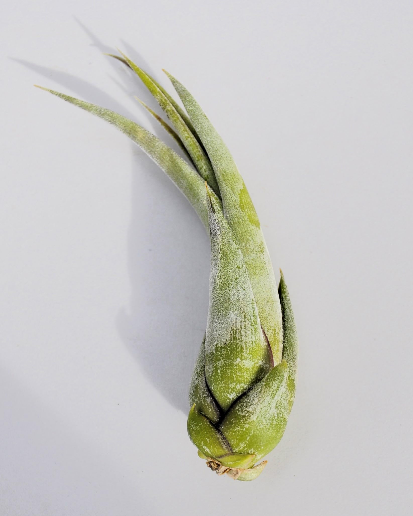 Tillandsia paucifolia; planta del aire, fácil cultivo; Curiosarium; altura 12 cm, diámetro 8 cm_0