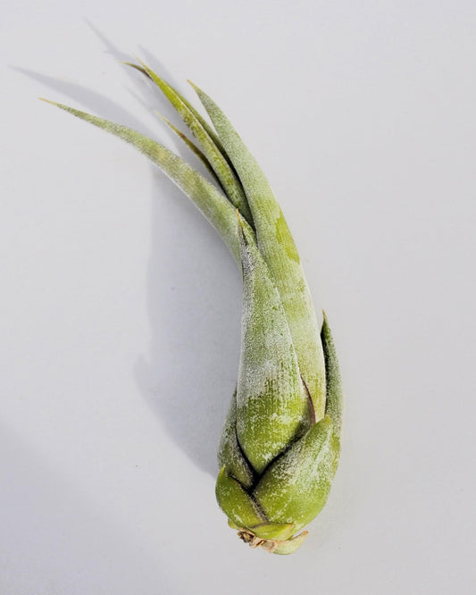 Tillandsia paucifolia; planta del aire, fácil cultivo; Curiosarium; altura 12 cm, diámetro 8 cm_0