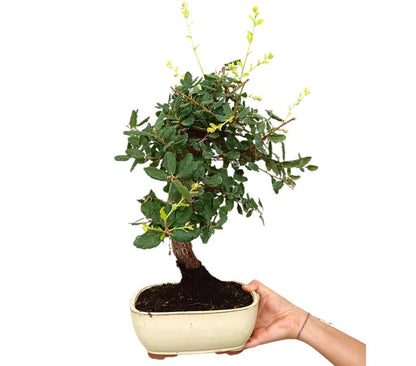 Bonsái Quercus Suber 12 Años (alcornoque Mediterráneo)