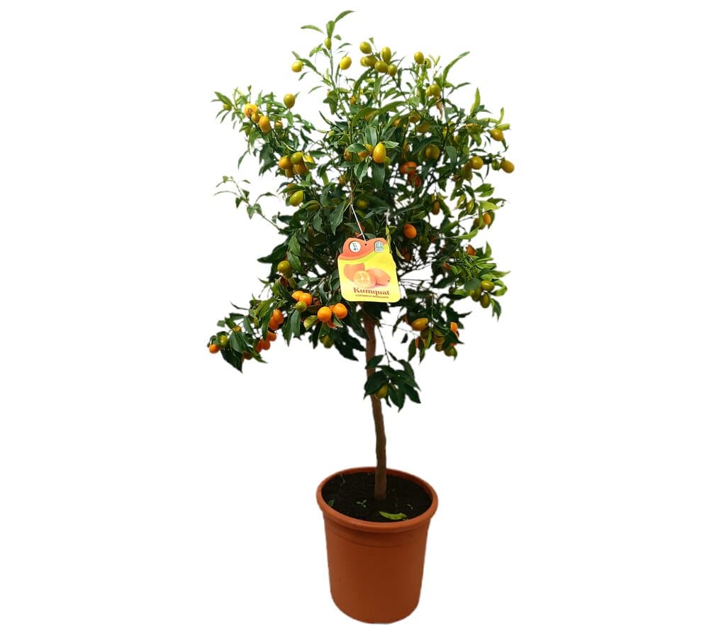 Kunkuat Copa M30 140cm_0