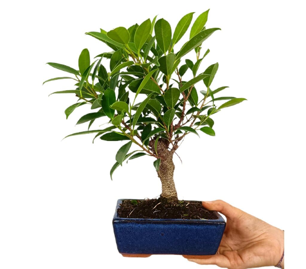 Bonsái Ficus Retusa 6 Años_1