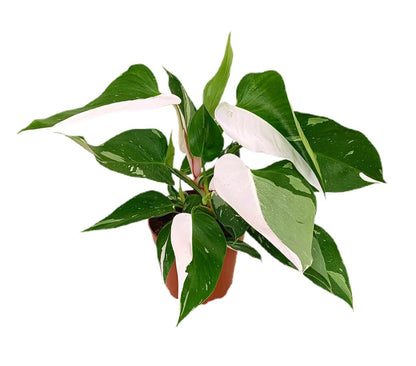 Philodendron White Princess Variegata M17