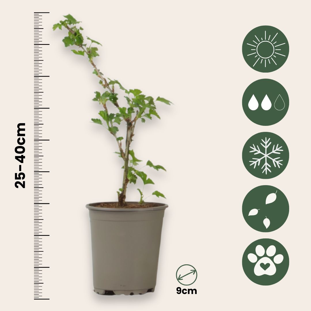 Grosella Espinosa - 3 Piezas - Ribes Uva- Crispa - Altura 25-40cm - ⌀9cm_2
