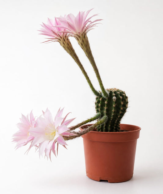 Cactus Echinopsis Oxygona (cactus Erizo Americano). Maceta Grande (17cm.)._0