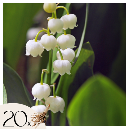 Lirio De Los Valles - 20 Pzs - Convallaria 'majalis' - Bulbos De Flores_0