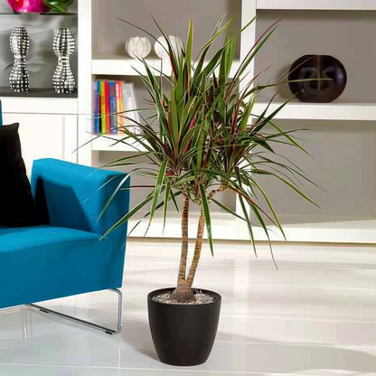 Drácena - Dracaena Marginata 'bicolor' - Altura 110-130cm - ⌀24cm