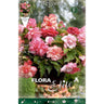 Bulbo Begonia Híbrida Boton rosa 3 uds