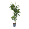 Drácena - Dracaena Fragrans 'cintho' - Altura 140-150cm - ⌀24cm
