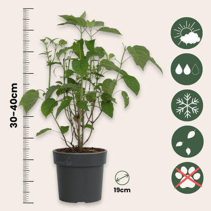 Hortensia - 2 Pzs - Hydrangea 'strong Annabelle' - Altura 30-40cm - ⌀19cm