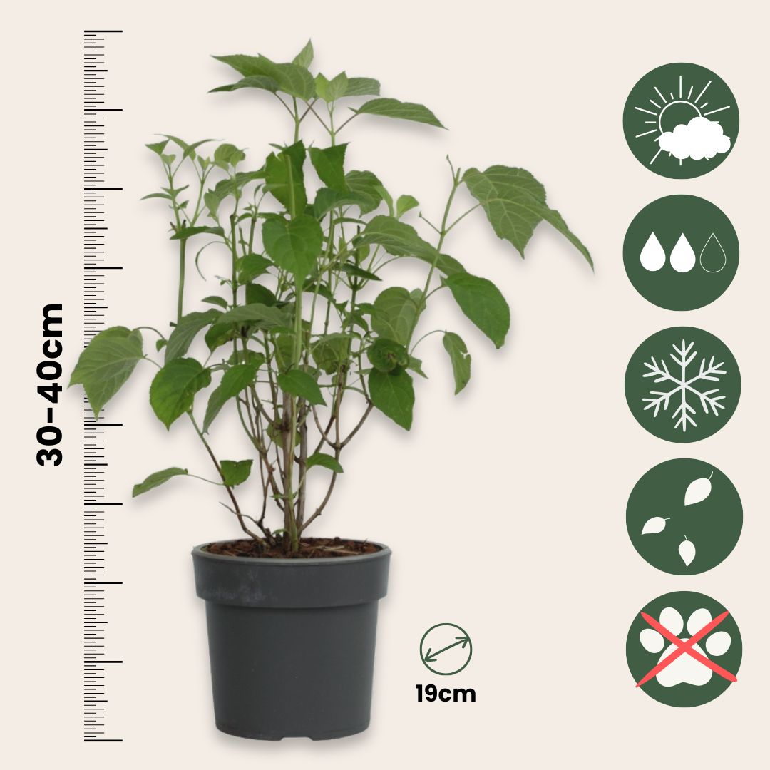 Hortensia - 3 Pzs - Hydrangea 'strong Annabelle' - Altura 30-40cm - ⌀19cm