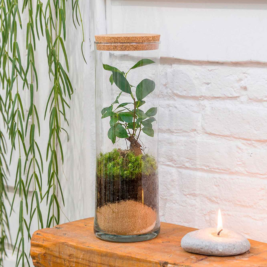 Terrario Tubu (30x10cm)._0