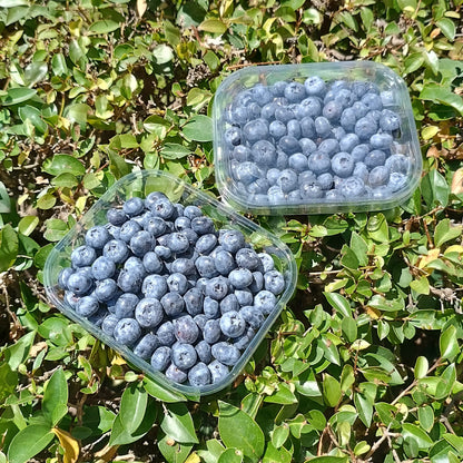Arándanos Ecológicos | Tarrina De 150 G_0