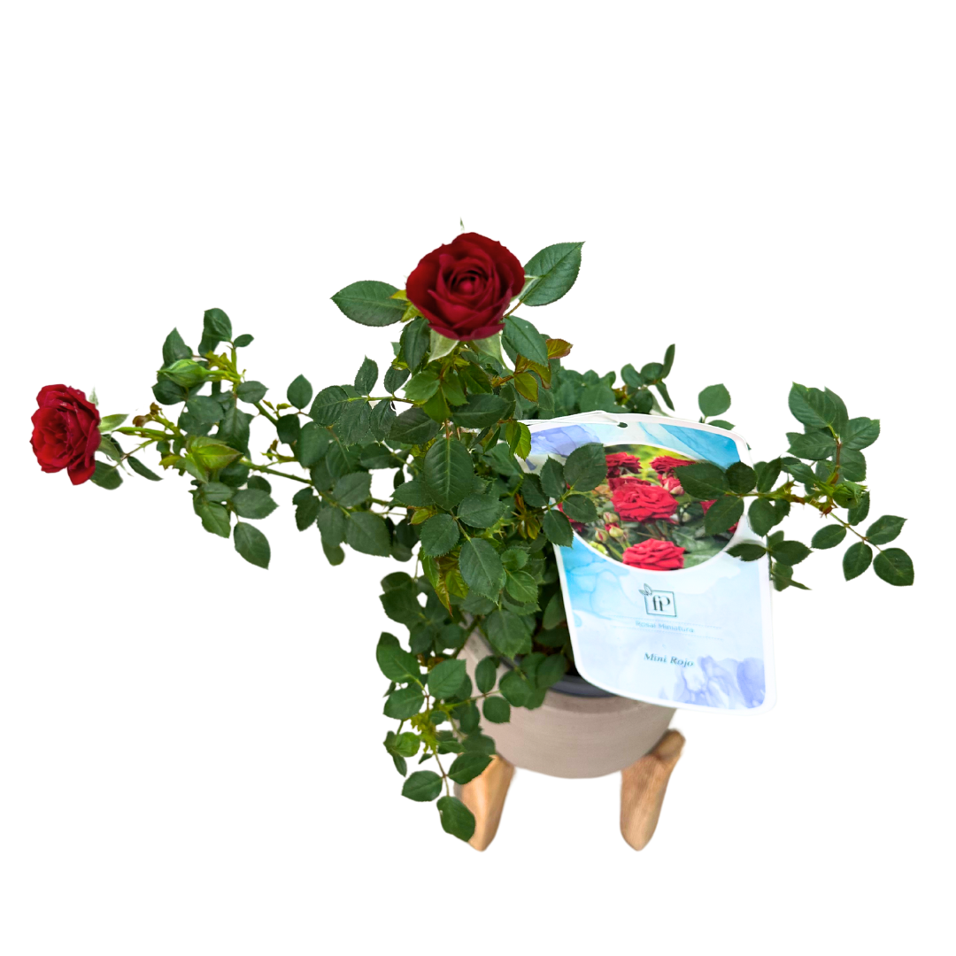 Rosal Mini Rojo M17_1