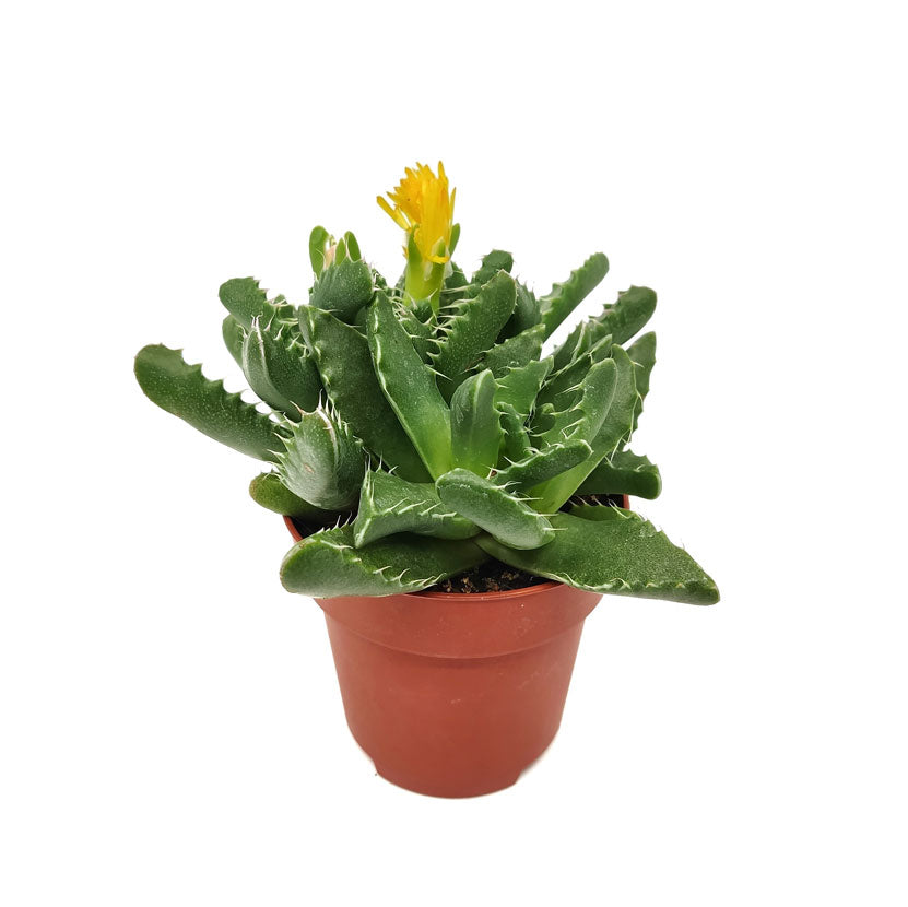 Faucaria Felina Cactus Y Suculentas M8,5 Cm Ø_0