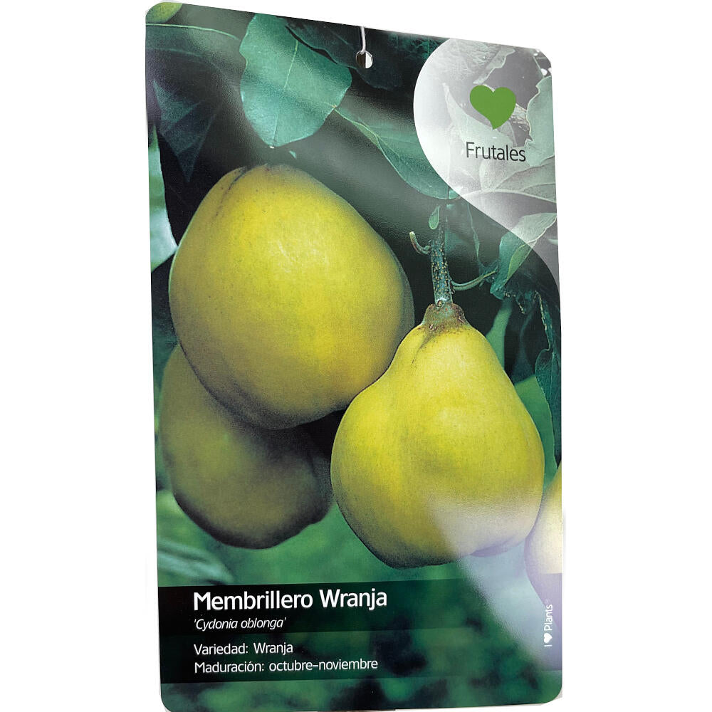 Membrillero De Wranja M25 150cm (octubre - Noviembre)
