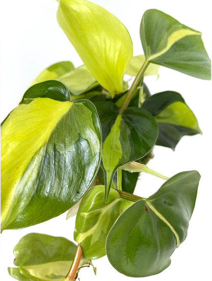 Kokedama Brasil 30cm