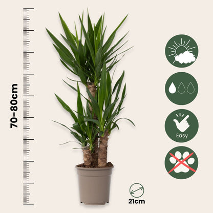 Yuca Pie De Elefante - Yucca Elephantipes - Altura 70-80cm - ⌀21cm_2
