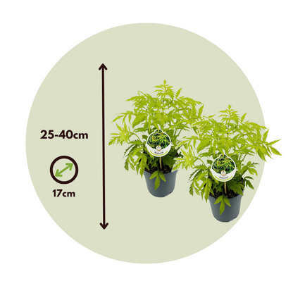 Saúco - 2 Pzs - Sambucus Nigra 'aurea' - Altura 25-40cm - ⌀17cm_2