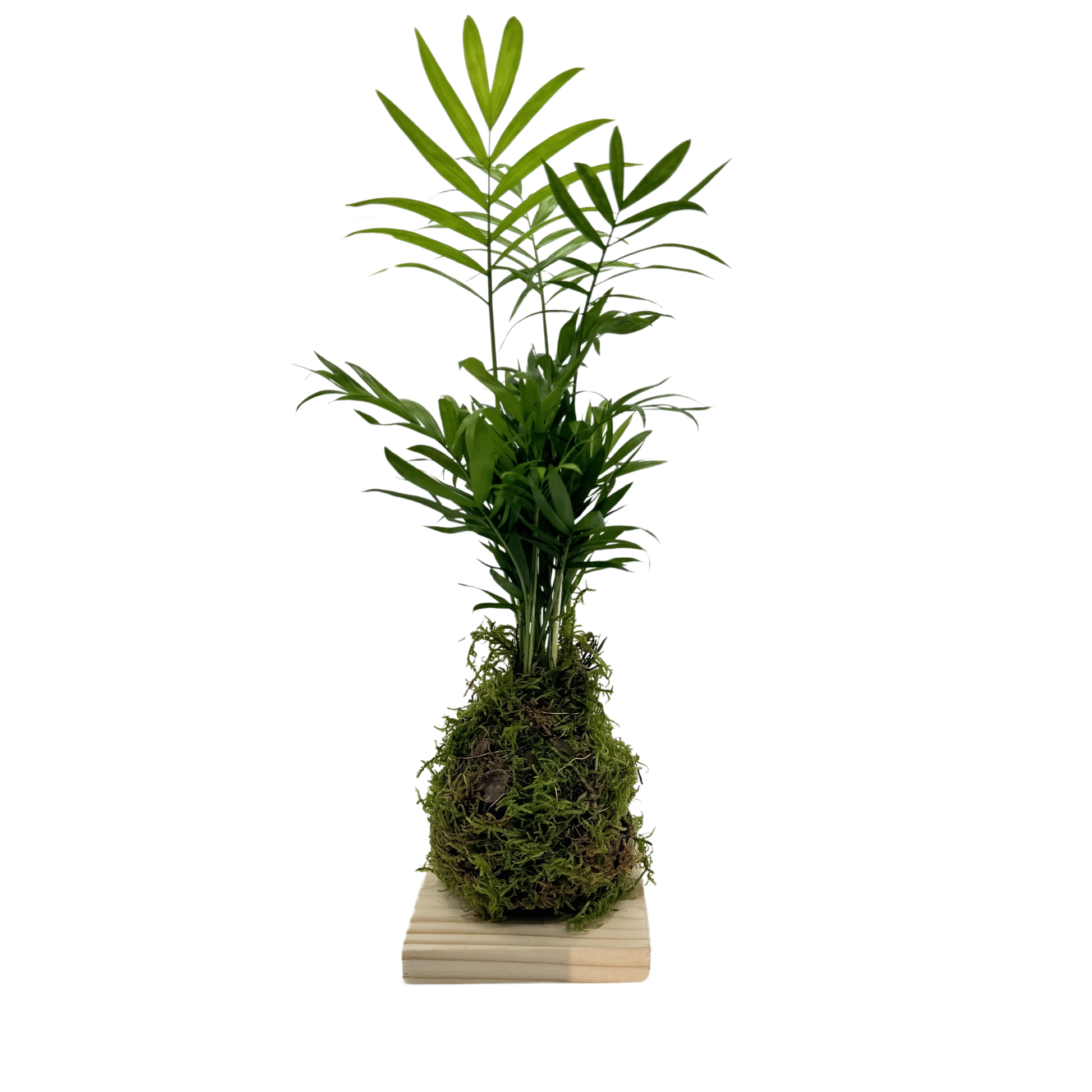 Planta Chamaedorea Kokedama Natural_0