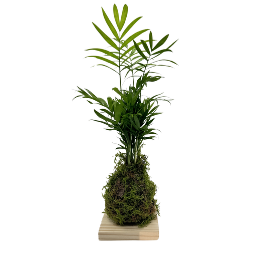 Planta Chamaedorea Kokedama Natural_0