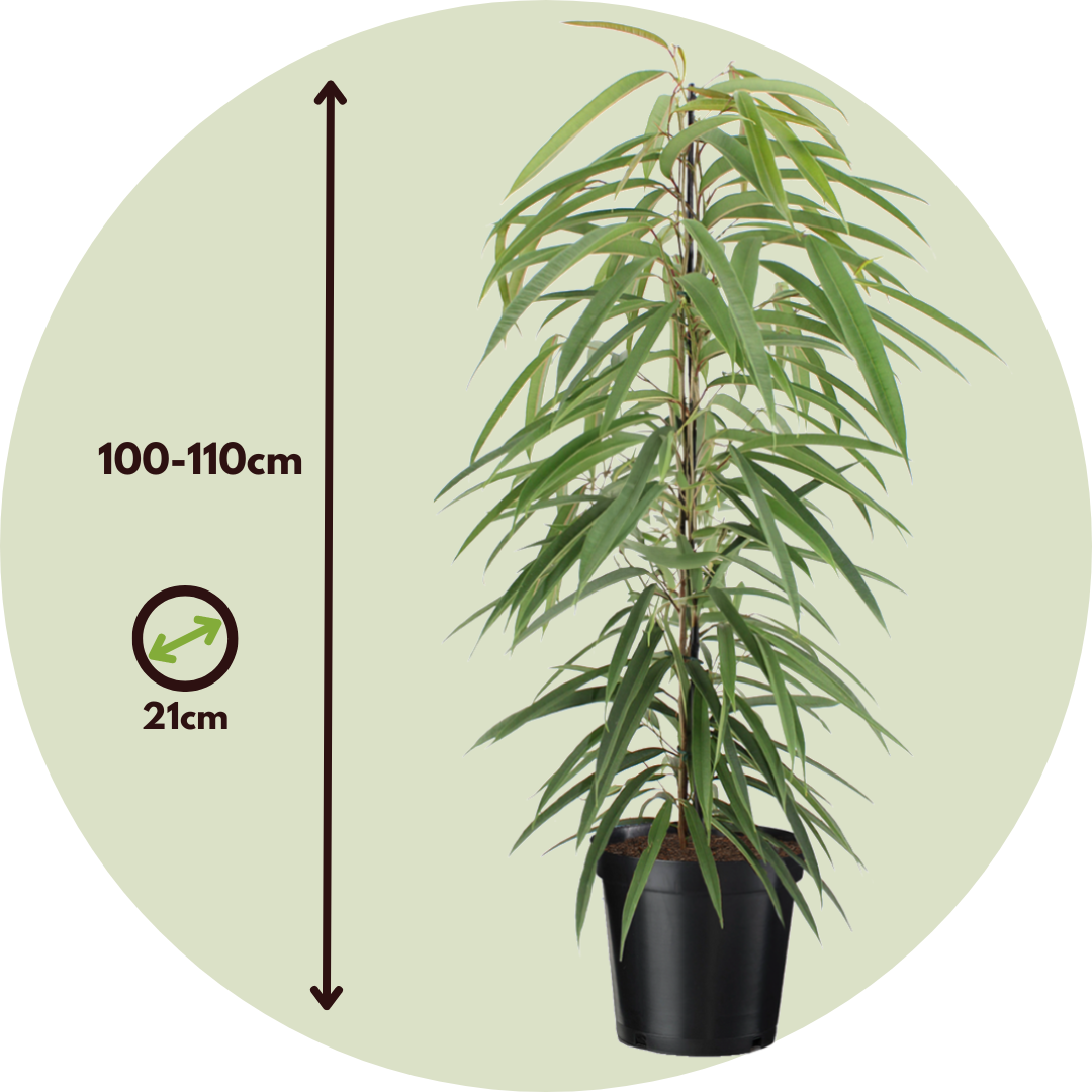 Ficus De Hojas Largas - Ficus Binnendijkii - Altura 100-110cm - ⌀21cm