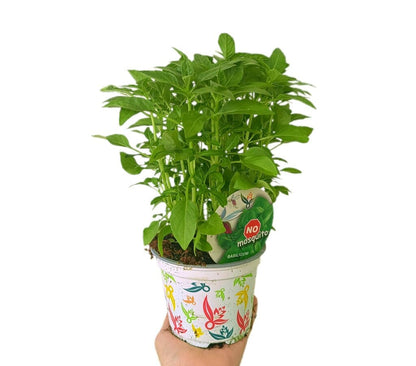 Pack 10 Unidades De Aromáticas_1