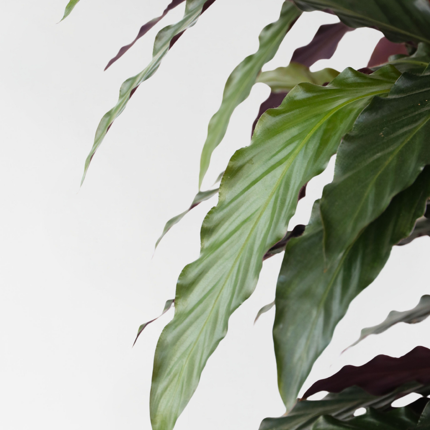 Planta Pavo Real - Calathea 'wavestar' - Altura 90cm - ⌀27cm