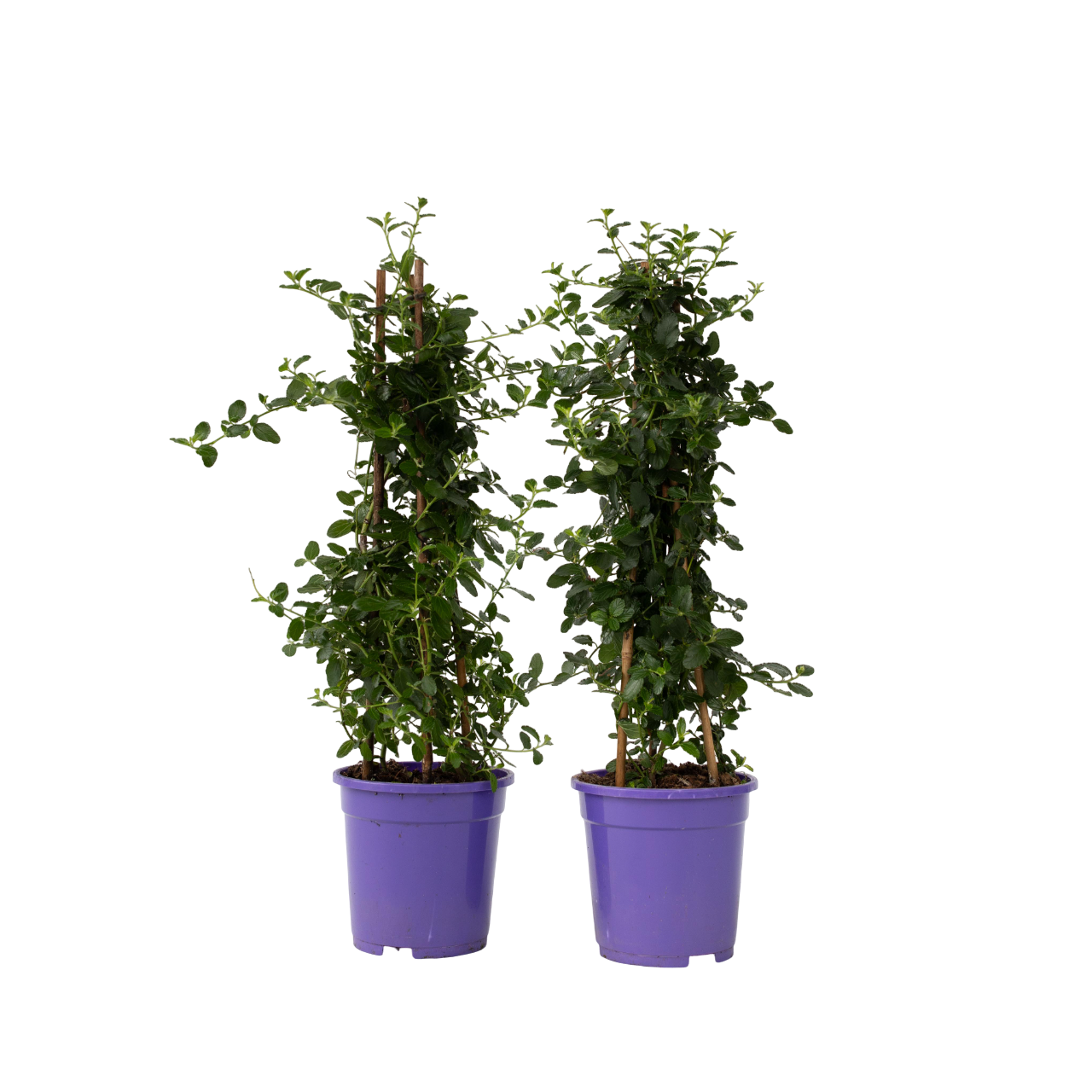 Lila De California - 2 Pzs - Ceanothus Repens - Altura 60-70cm - ⌀17cm_0
